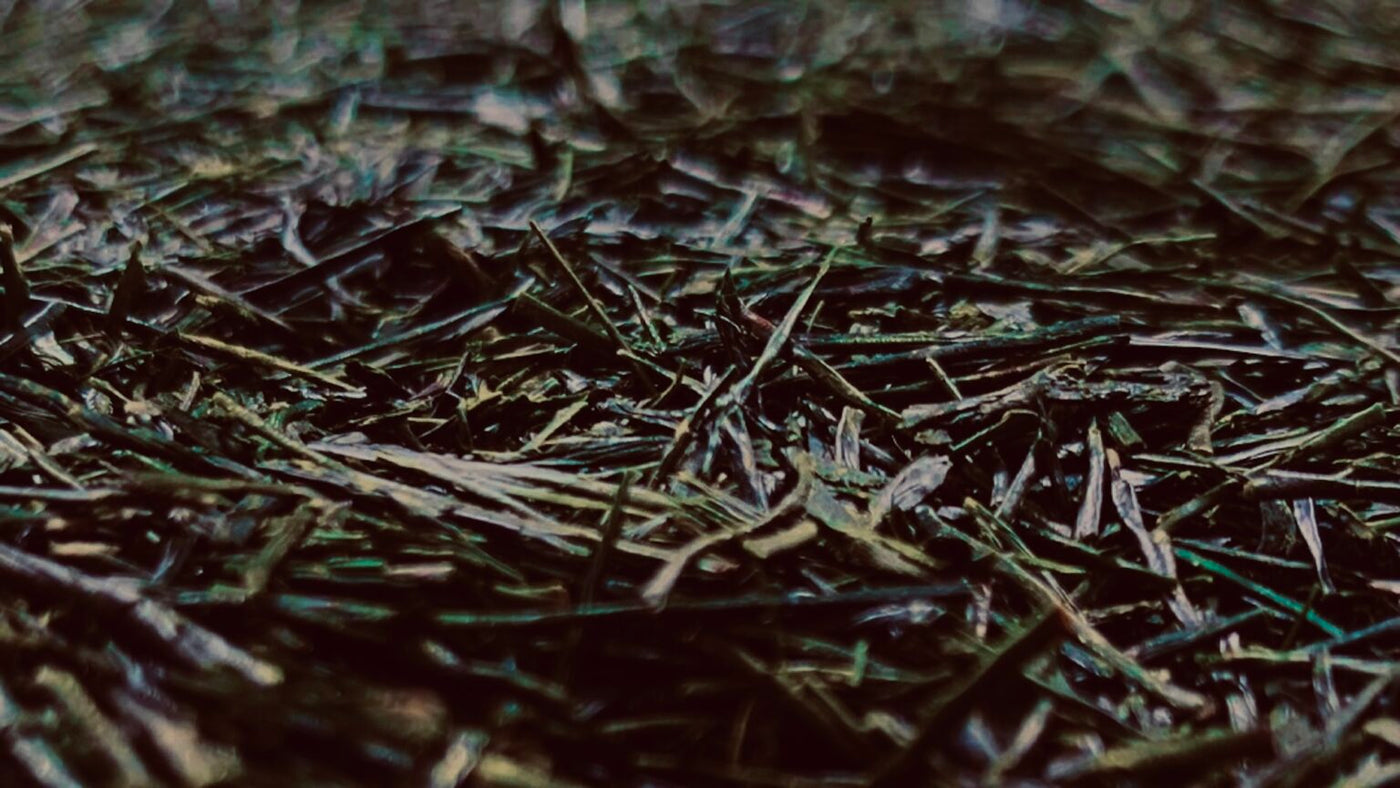 Organic gyokuro "HI" needle leaf, close view — deep-steamed Kagoshima gyokuro