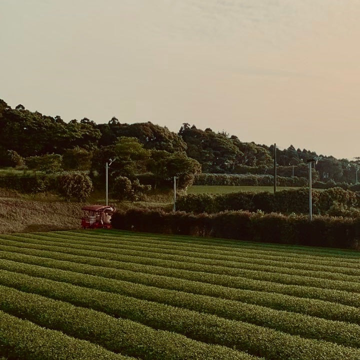 夕暮れの茶畝、鹿児島。