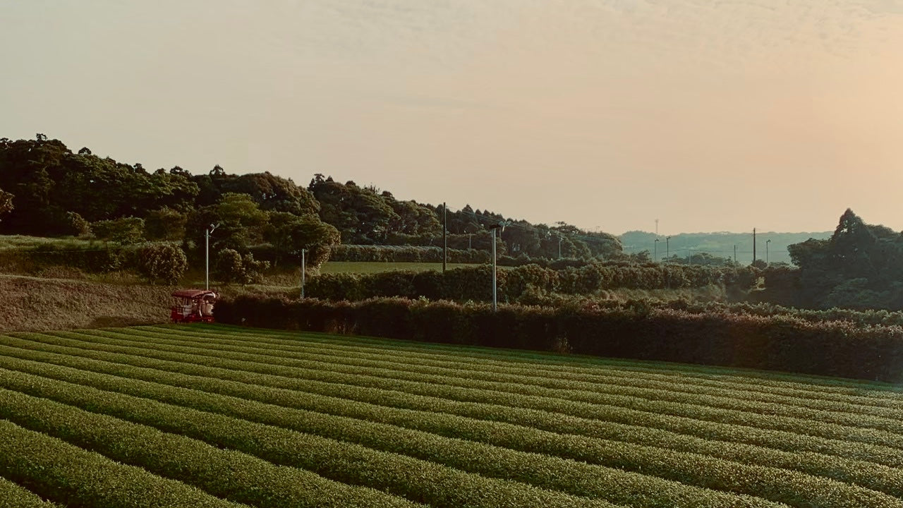 Tea rows in Kagoshima at dusk — photograph published by Oosumi Organic Tea Company