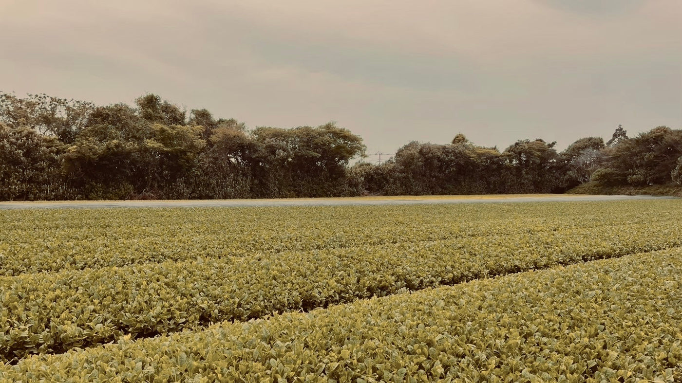 Wide view of tea rows under overcast light — photograph published by Oosumi Organic Tea Company